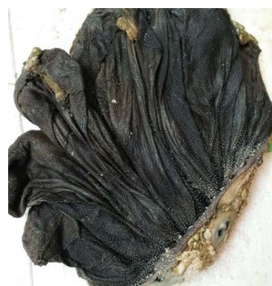 重庆批发澳洲进口盐渍牛百叶牛百叶批发厂家直销