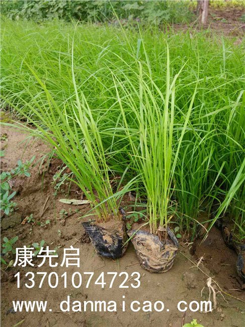 北京丹麦草、委陵菜、野牛草、崂峪苔草～优选北方常绿
