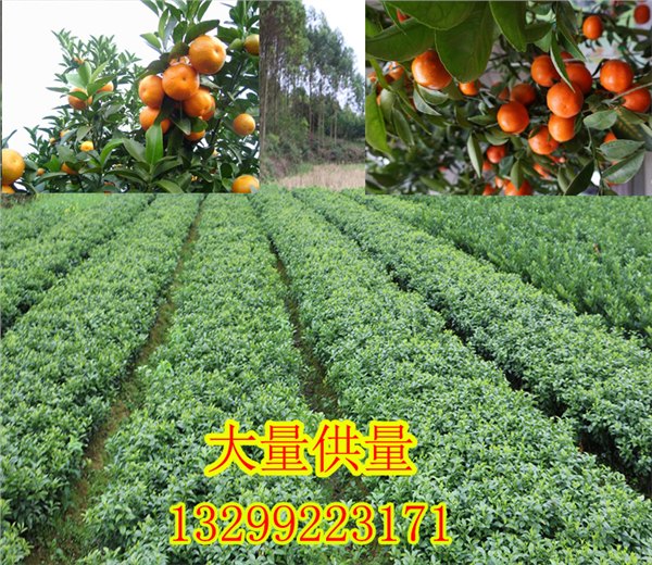 梧州茂谷柑苗哪里有卖