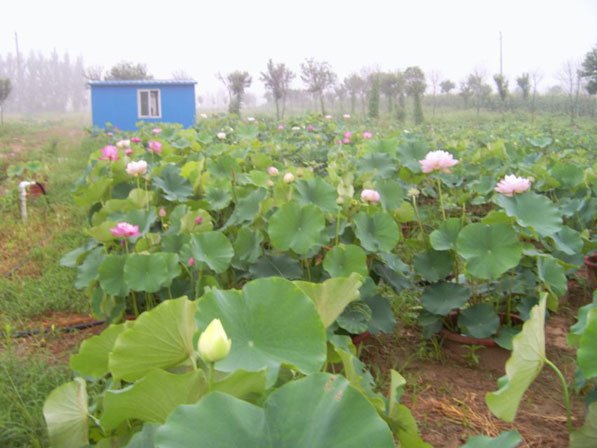 河南盆栽荷花|花满溪园艺场