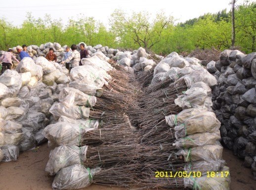 枣苗基地枣树苗批发价格成活率如何