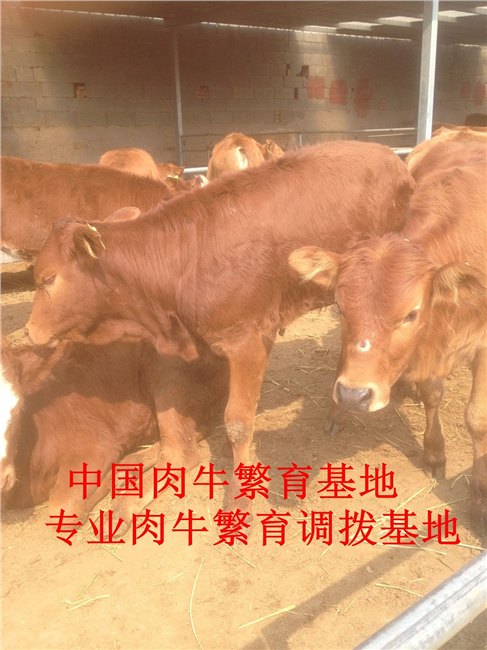 批发销售牛犊牛苗价格中国牛羊牛羊批发小黄牛