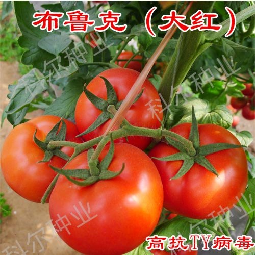 布鲁克大红西红柿种子