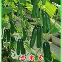 西奥多无刺水果黄瓜种子