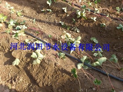 供应河北水肥一体化滴灌设备丨厂家推广