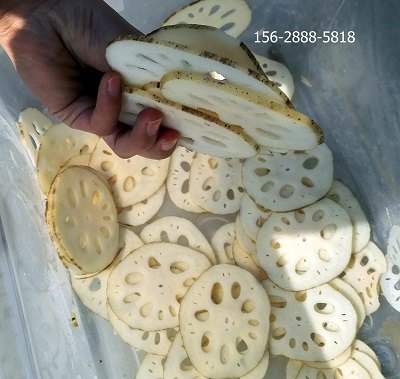 标准高效切藕片机莲藕切片机实用畅销型切莲藕机