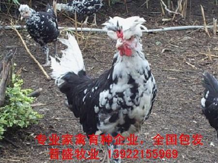 供应贵妃鸡苗出 