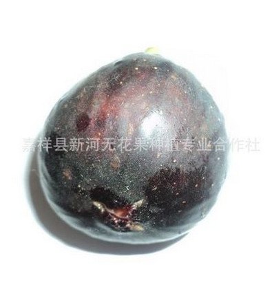 供应紫蕾无花果苗富硒耐储品质佳树势高大卖相好