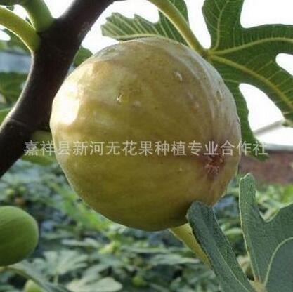 供应法国布兰瑞克无花果苗加工品种抗寒性好占地专用无花果苗