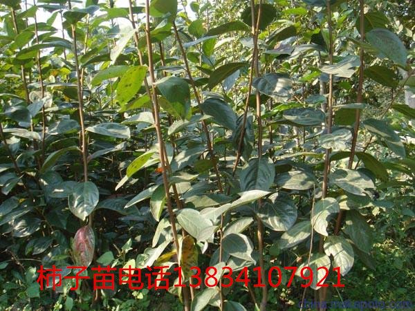 李子苗山西李子苗-嫁接李子苗-李子成品苗-李子苗价格