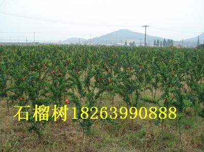 花石榴树价格/山东石榴树苗