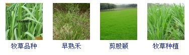 马蹄金种子灌木种子批发