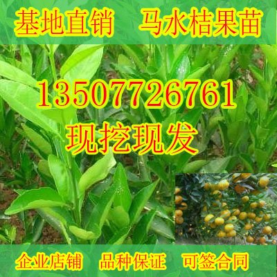 柳州果苗供应、柳州果苗批发