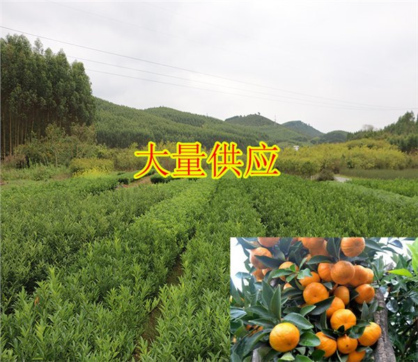 桂林附近哪里有皇帝柑苗出售