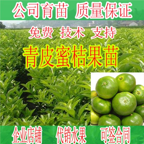 桂林果树苗批发哪家比较便宜