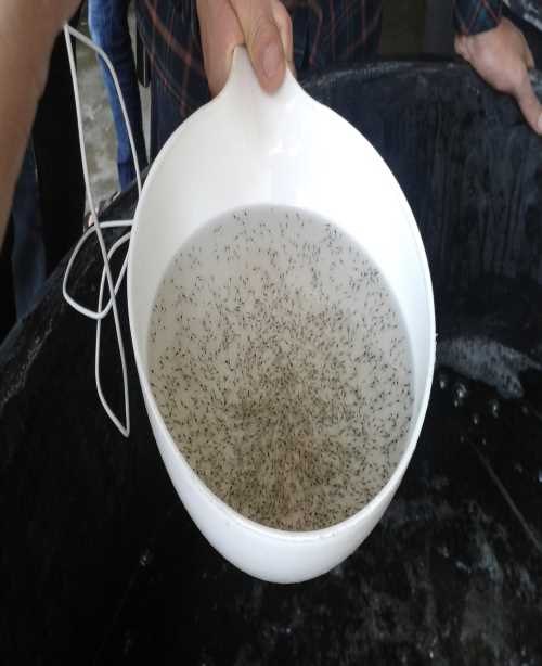 四川淡水对虾苗批发贵州淡水对虾苗养殖基地