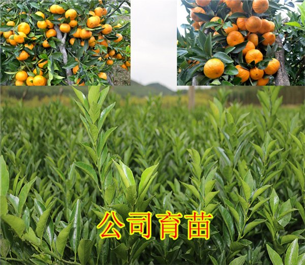 河池无菌果苗价格【河池哪里有优质果苗卖】河池健康果苗