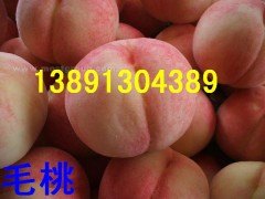 陕西纸袋桃王毛桃产地批发\纸袋桃王毛桃基地价格大量上市