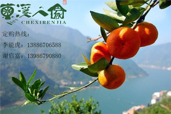 宜昌车溪人家车溪红蜜桔
