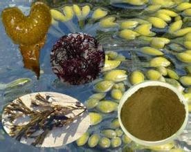 优质原料提取墨角藻提取物墨角藻粉森冉生物现货供应