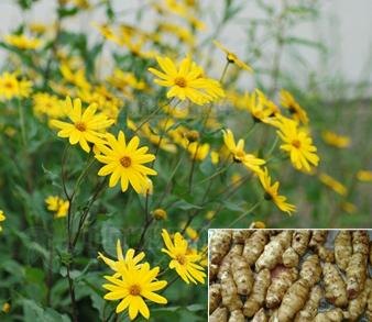食品级菊粉天然果聚糖厂家直销包邮