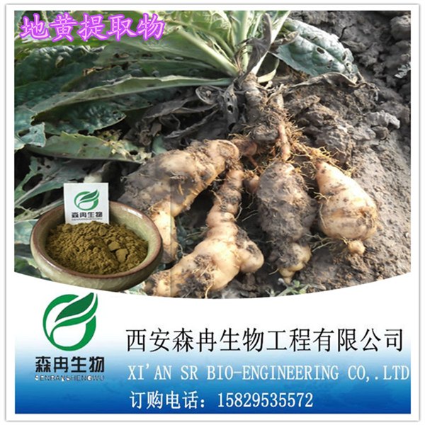 森冉生物生地提取物/生地黄提取物101厂家直销