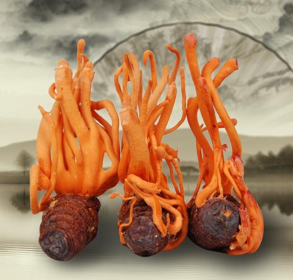 巴西比戈提取物/巴西比戈蚕蛹虫草提取物