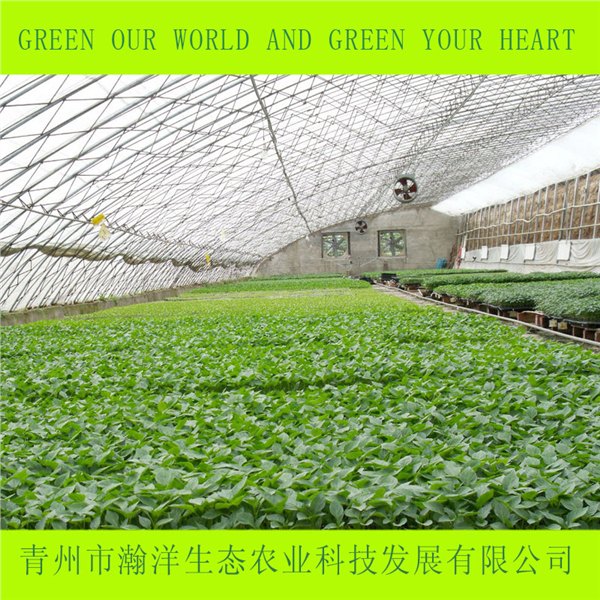 青州蔬菜温室大棚