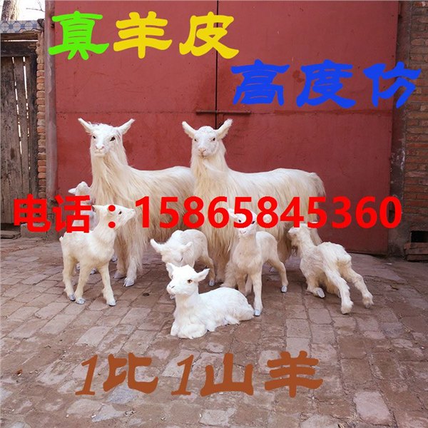 仿真山羊模型真皮绵羊黑羊标本