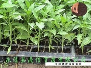 蔬菜育苗需要哪些技术