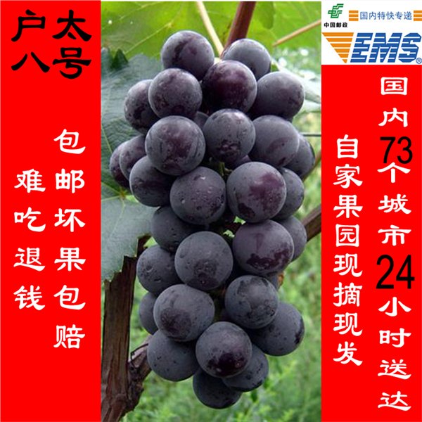 陕西西安特产户太八号葡萄全国邮寄