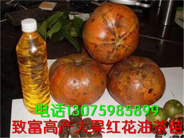 供应钦州大果红花油茶种苗 南宁市红花油茶苗木种植基地地 