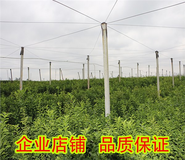 宜州哪里有皇帝贡柑苗批发