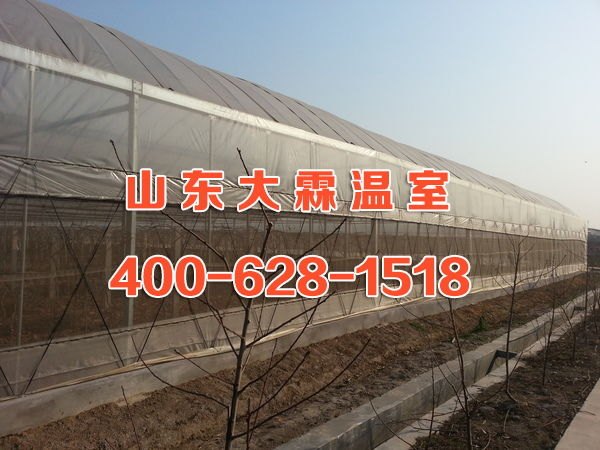 山东薄膜连栋温室厂家