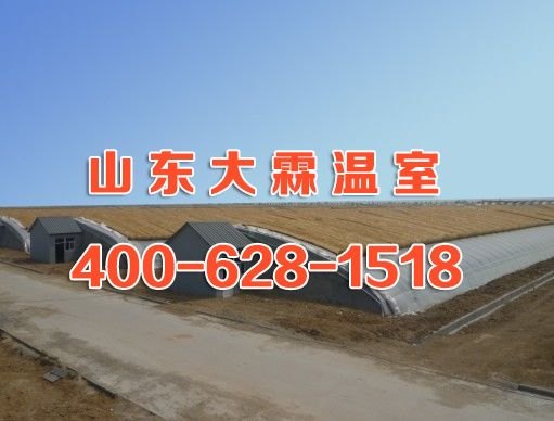 青州日光温室厂家哪家好