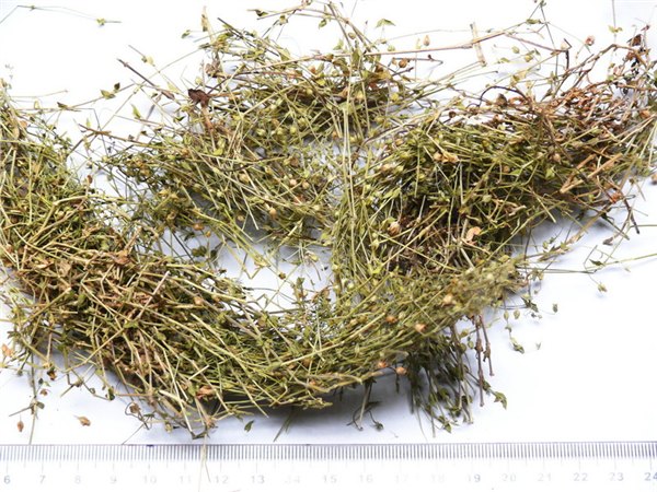 漆姑草提取物/珍珠草提取物森冉生物厂家热销