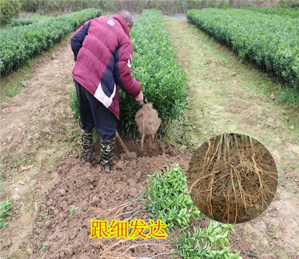 来宾哪里有南丰蜜桔种苗批发基地