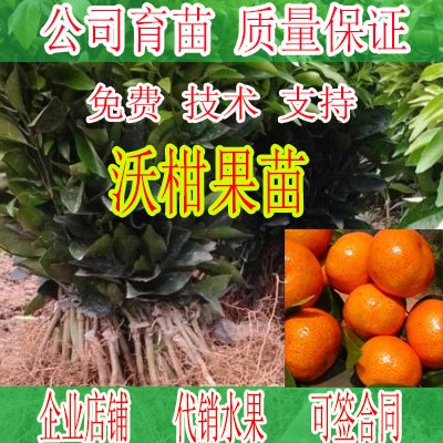 来宾沃柑苗价格｜来宾沃柑苗出售｜来宾沃柑苗网