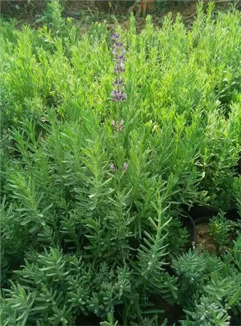 山东薰衣草小苗