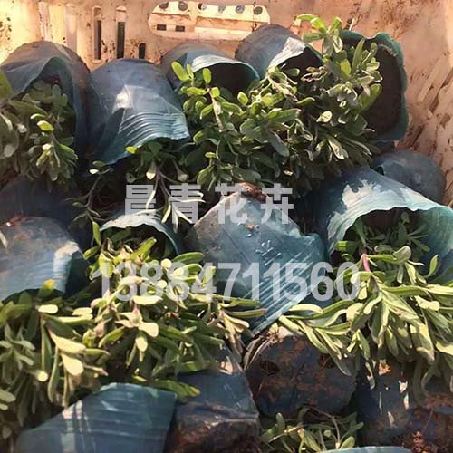 山东薰衣草小苗价格