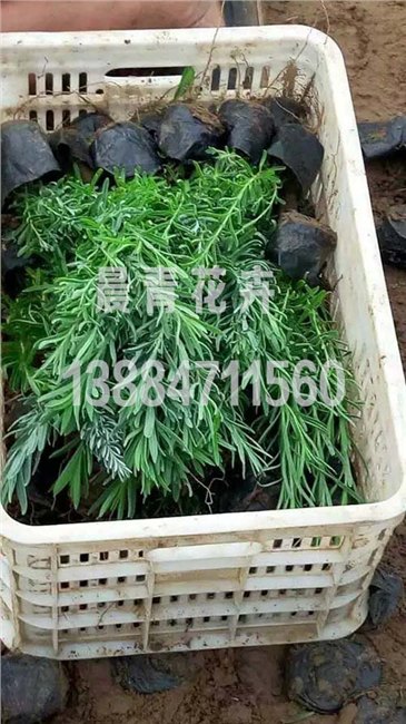 青州薰衣草小苗批发价格