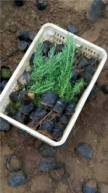 薰衣草小苗种植培育