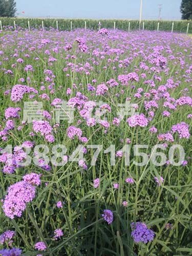 青州马鞭草供应