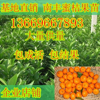 崇左哪里有南瓜桔果苗出售