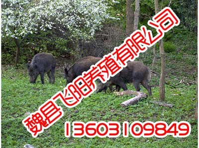 野猪养殖,野猪养殖厂,飞阳野猪养殖