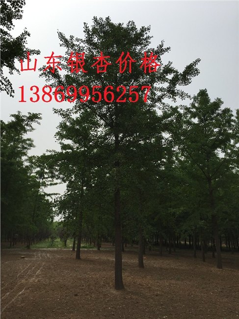 山东银杏树价格