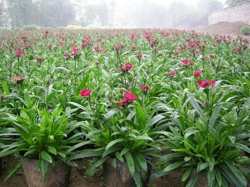 供甘肃苗圃和兰州花圃批发