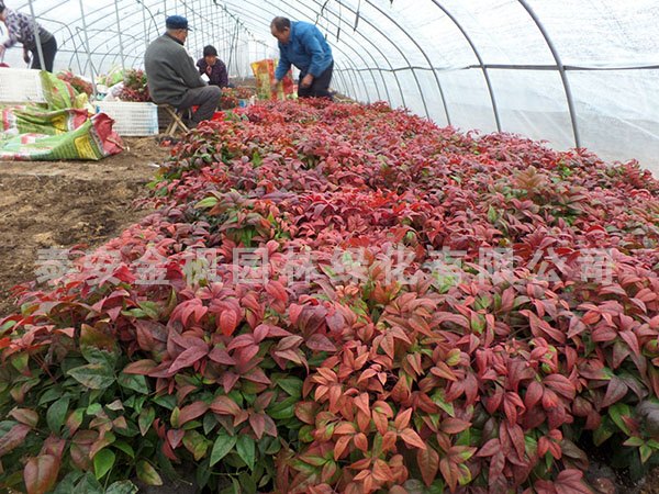 临沂红叶南天竹床苗预定价格，金枫园林