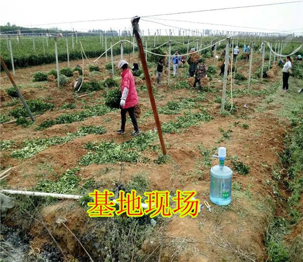 贺州柑橘苗供应、贺州柑橘苗网