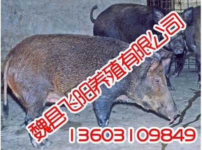 河北野猪养殖,河北野猪养殖厂,飞阳野猪养殖